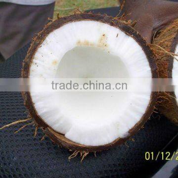 High Quality Matured Coconut