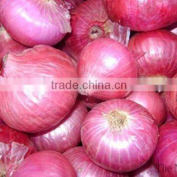Pakistani Onion
