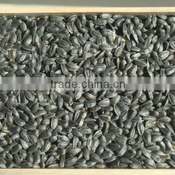 new crop chinese black Sunflower seeds 5009