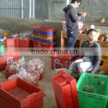 FRESH DRAGON photo-6