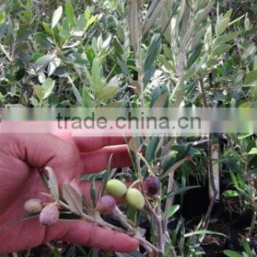 Olive seedlings