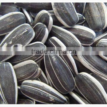 sunflower seeds 5009 for middle east market