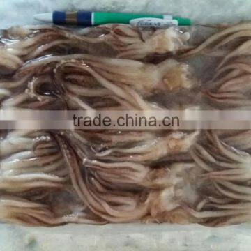 Squid Tentacle photo-3