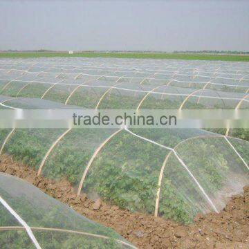 2016 fresh Holland potato (china)