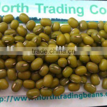 Mung Bean (sprouting type) 2013 crop,Jilin Origin.