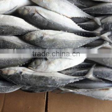 Frozen Horse Mackerel Whole Round photo-2