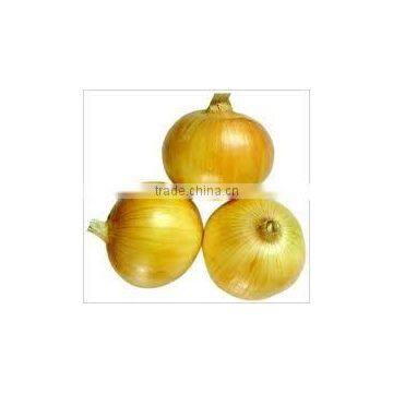 New Crop Fresh Yellow Onion