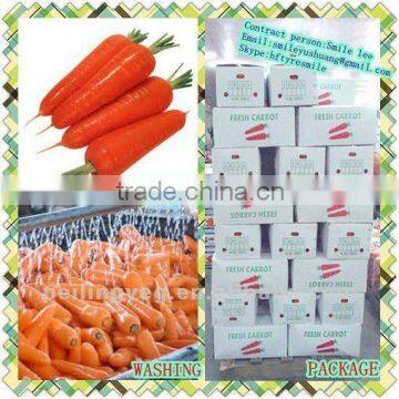 2012 XIAMEN NEW CORP Fresh Carrot