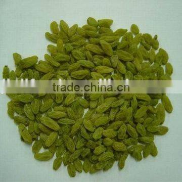High Quality Green Raisin From China