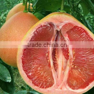 2016 Guan Xi Honey Pomelo new triple red