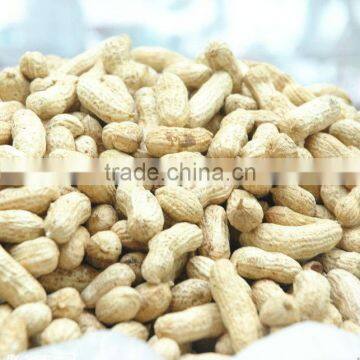 raw peanuts in shell with good quality and lower price