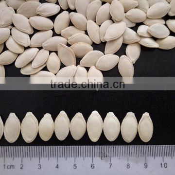 Chinese Shine skin pumpkin seeds 8-10mm of 2016 new with shell