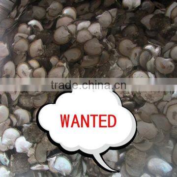 Varies natural Raw material seashell