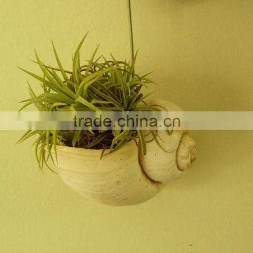 Apple Snail Air Plant Pot photo-2