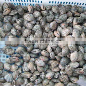 Seafood Frozen Canned Baby Clam photo-4