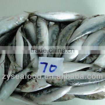 Sardinops Melanosticta Frozen Sardine Fish photo-2