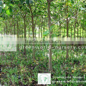 Ficus Religiosa outdoor plants