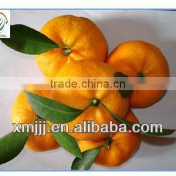 2013 Newly Harvest Satsuma Mandarin photo-3