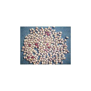 LIGHT SPECKLED KIDNEY BEANS AMERICA ROUND