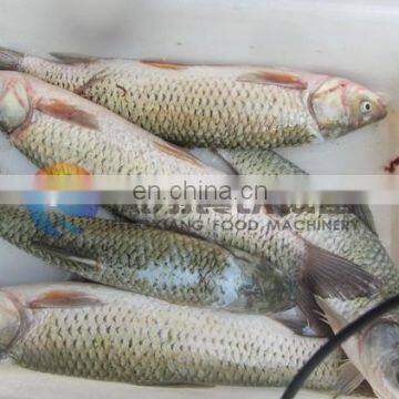 Brush Type Fish Scale Removing Scaling Remover Processing Machine photo-6