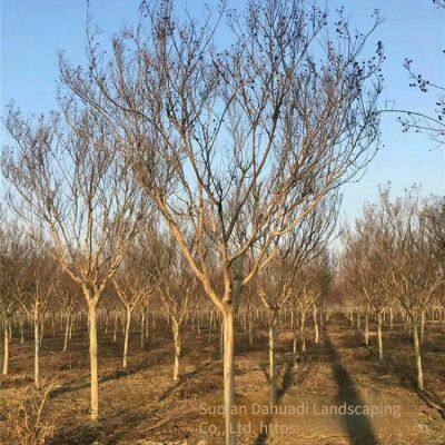 Прайс-лист на лавровые клёры за 2020 год