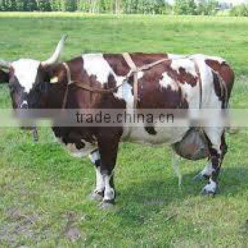 Purebreed Pregnant Holstein Heifers