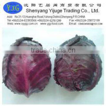 New crop chinese red round cabbage