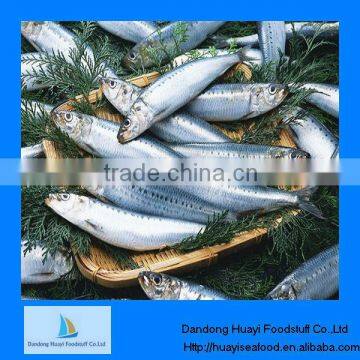 Fresh wholesale frozen sardine