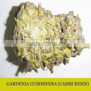 CAMBI RESIN