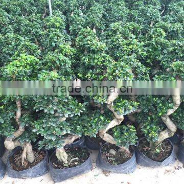 Special S shape ficus wholesale from china