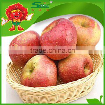 fresh Fuji apple on sale chinese organic apple honey fuji apple