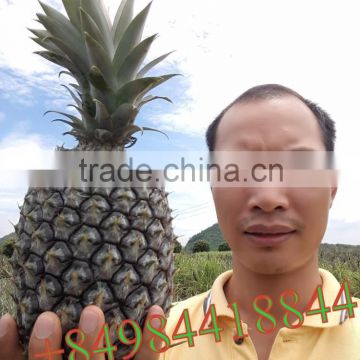 FRESH SWEET PINEAPPLE / +84963818434 whatsapp