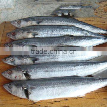 Japanese Spanish mackerel