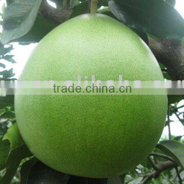 Fresh Chinese pinghe honey pomelo