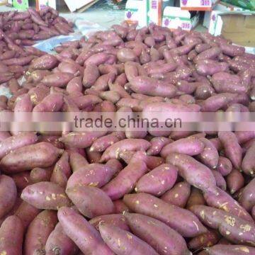 FRESH SWEET POTATO photo-6