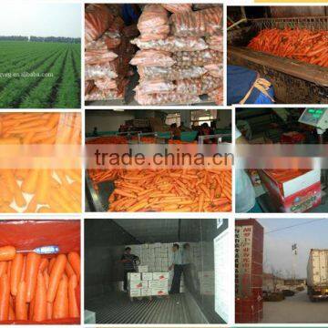 Fresh Carrots Manufacturer photo-4