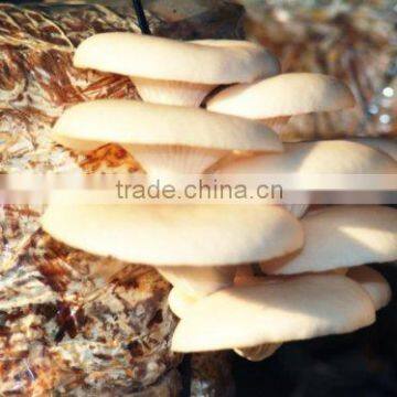 Dry Oyster Mushrooms (Pleurotus Ostreatus) photo-2