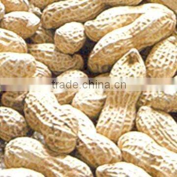 FAMOUS GROUNDNUT IN SHELL