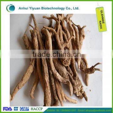 High Quantity Supply Coastal Glehnia Root