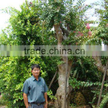 Lagerstroemia Indica L. photo-2