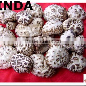 2015 new dried flower mushrooms