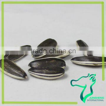 100% Natural Sunflower Seeds High Quality 1121 photo-5