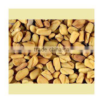 Fenugreek photo-2