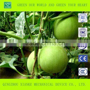 Multispan Plastic Film Greenhouse for Tomato Cucuber Flower Horticulture photo-3