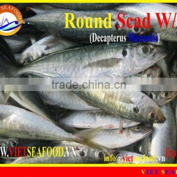 FROZEN ROUND SCAD WHOLE ROUND photo-6