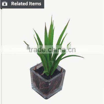 Hot Sale Miniascape of Aloe Vera Mini Plant for Office Supply photo-4