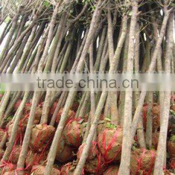 ligustrum lucidum trees