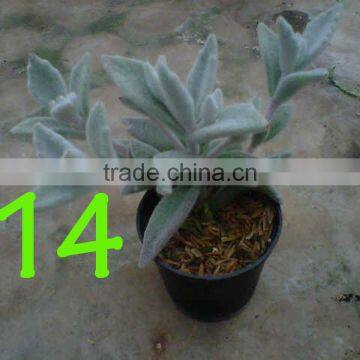 Succulent Plant Kalanchoe Eriophylla Snow photo-4