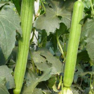 Luffa acutangula Ridge Gourd Ridged Luffa Vegetable  seeds no.81