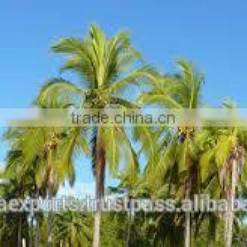 Dry and Semi Husked Coconut photo-6